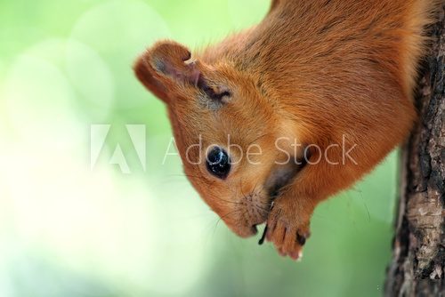 Red squirrel on tree Zwierzęta Plakat