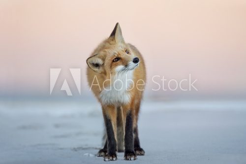 A Red Fox turns its head to the side as it stands on the beach in the soft dusk light with a pink sky background. Zwierzęta Plakat