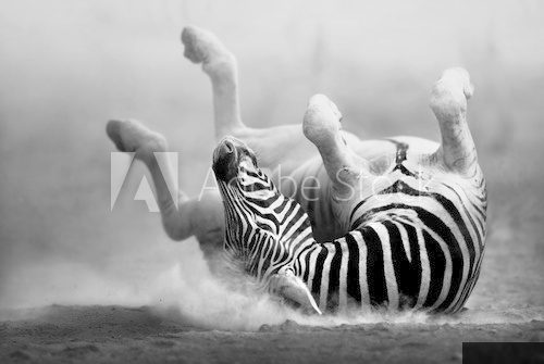 Zebra rolling in the dust  Fototapety Czarno-Białe Fototapeta