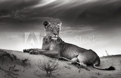 Lioness on desert dune  Fototapety Czarno-Białe Fototapeta