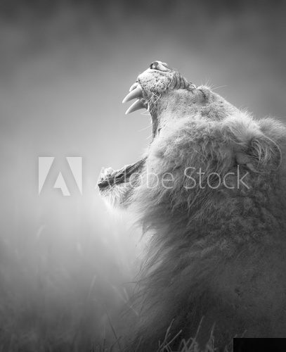 Lion displaying dangerous teeth  Fototapety Czarno-Białe Fototapeta