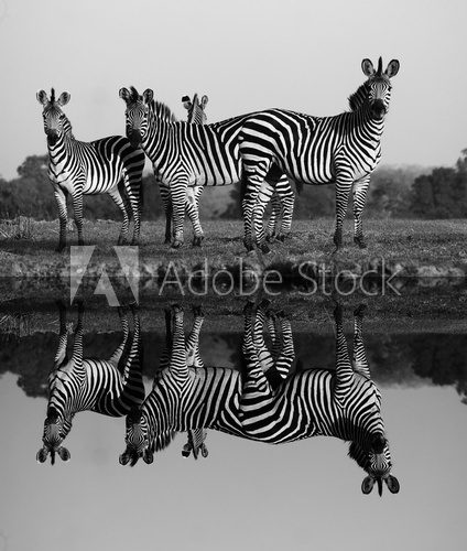Zebra with water reflection  Fototapety Czarno-Białe Fototapeta