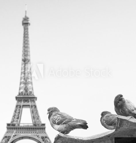 Pigeons against Eiffel tower - Paris France  Fototapety Czarno-Białe Fototapeta