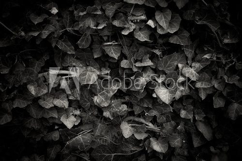 Ivy's leaves in monochrome  Fototapety Czarno-Białe Fototapeta