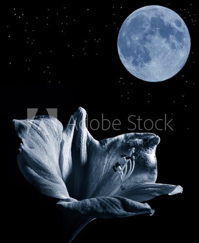 lilly and the moon  Fototapety Czarno-Białe Fototapeta