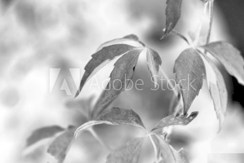 Ivy leaves close up, black and white  Fototapety Czarno-Białe Fototapeta