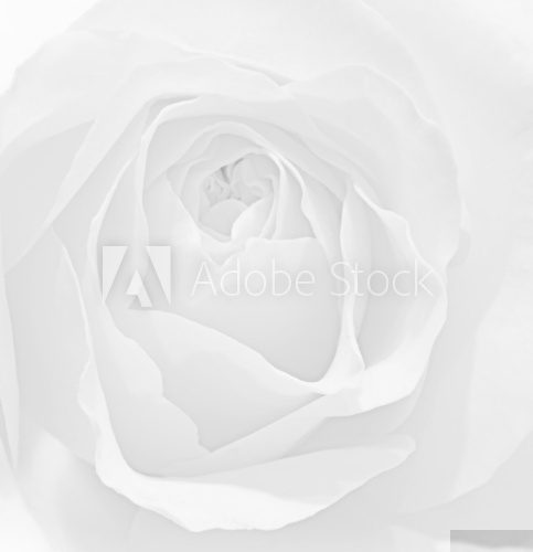 Beautiful macro close up of fresh sprring rose flower with vibra  Fototapety Czarno-Białe Fototapeta