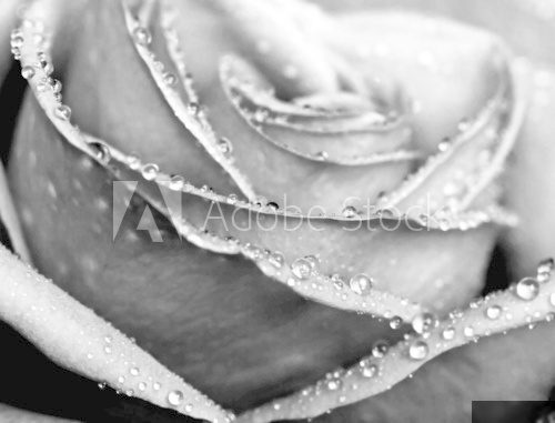 Monochrome wet rose close-up shot  Fototapety Czarno-Białe Fototapeta