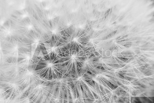 Fire dandelion  Fototapety Czarno-Białe Fototapeta