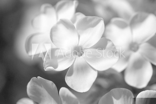 Black and White Flower  Fototapety Czarno-Białe Fototapeta