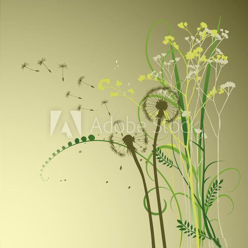 floral background, dandelion  Rysunki kwiatów Fototapeta