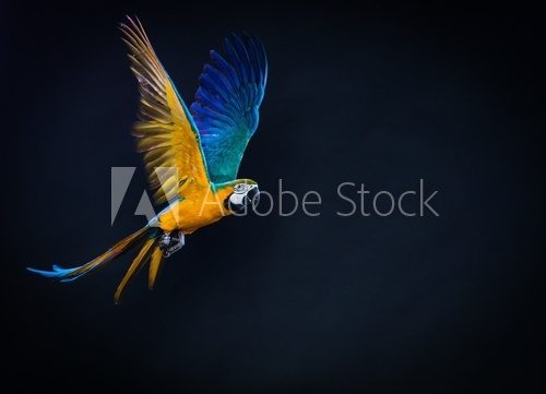 Colourful flying Ara on a dark background  Zwierzęta Fototapeta