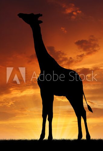 giraffe in the sunset  Zwierzęta Fototapeta
