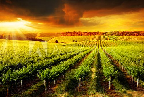 Stunning Vineyard Sunset  Krajobraz Fototapeta