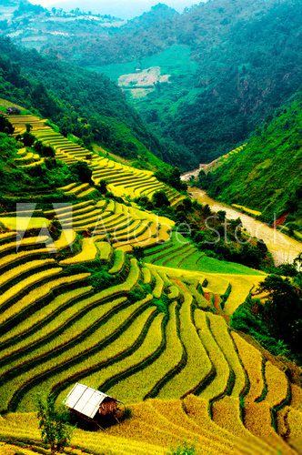 Rice fields of terraced in Vietnam  Krajobraz Fototapeta