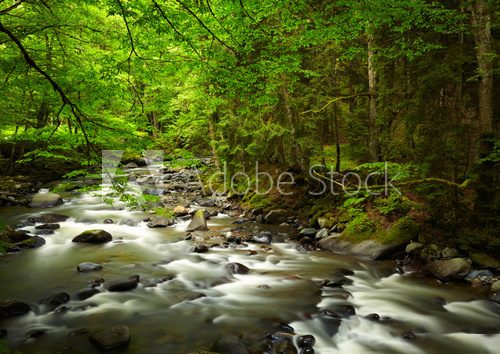 Mountain River in the wood  Krajobraz Fototapeta
