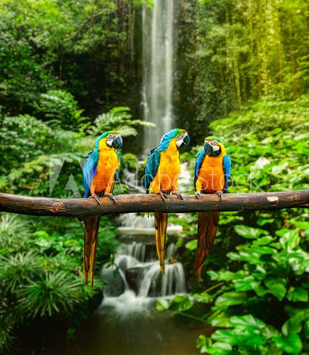 Blue-and-Yellow Macaw  Zwierzęta Obraz