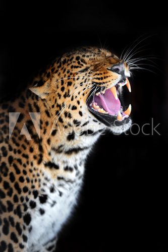 Leopard  Zwierzęta Obraz