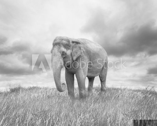 Elephant  Zwierzęta Obraz