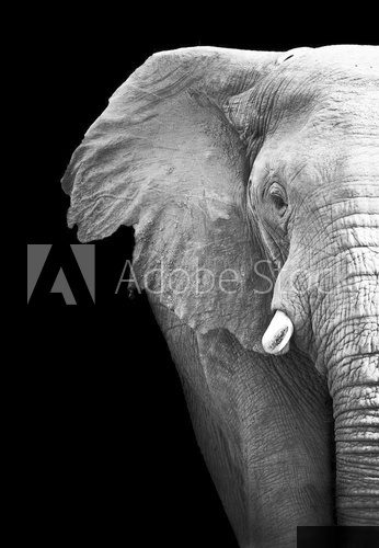 Elephant Close Up  Zwierzęta Obraz