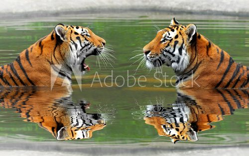 Siberian Tigers in water  Zwierzęta Obraz