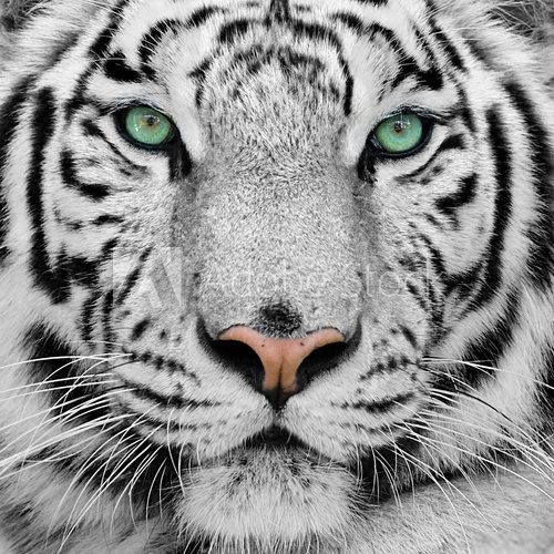 white tiger  Zwierzęta Obraz