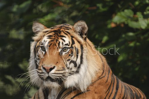 Endangered Sumatran Tiger  Zwierzęta Obraz