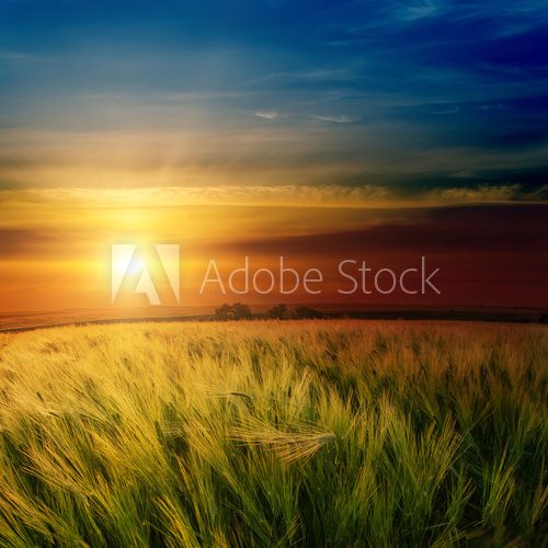 dramatic sunset over green field  Krajobrazy Obraz