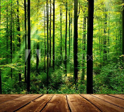 Fresh green forest with sunbeams and wooden floor  Las Fototapeta