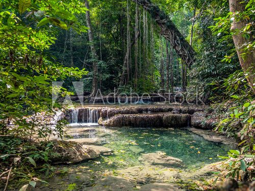 Lianas in the rainforest. Erawan National Park in Thailand  Las Fototapeta
