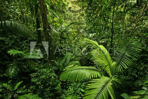 Dense Tropical Rain Forest  Las Fototapeta