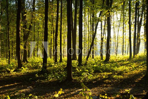 Herbstwald  Las Fototapeta
