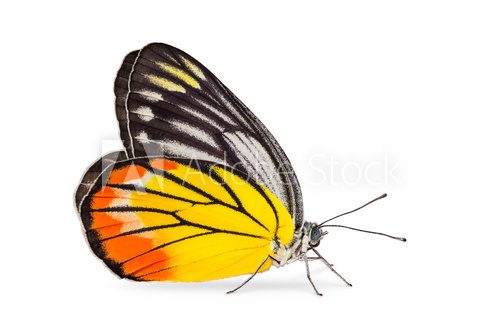 Painted Jezebel butterfly  Motyle Fototapeta