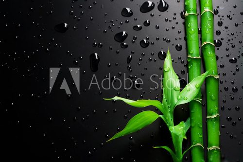 Bambus w czerni – azjatycka elegancja
 Fototapety do Łazienki Fototapeta