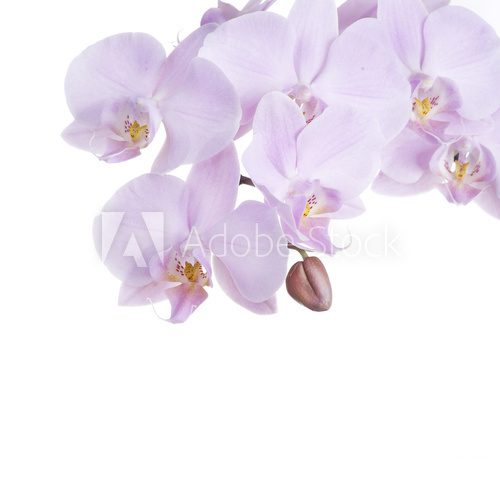 Różowe kwiaty orchidei  Fototapety do Kuchni Fototapeta