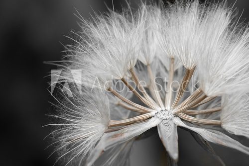 Close-up of dandelion seed  Dmuchawce Fototapeta