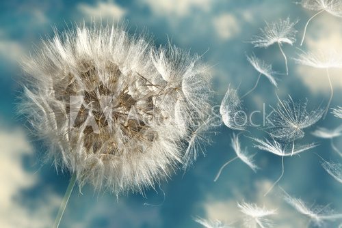 Dandelion Loosing Seeds in the Wind  Dmuchawce Fototapeta