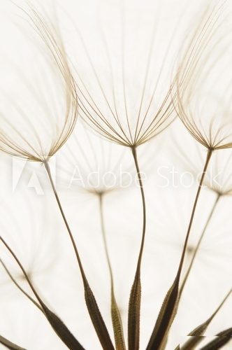 dandelion seeds  Dmuchawce Fototapeta
