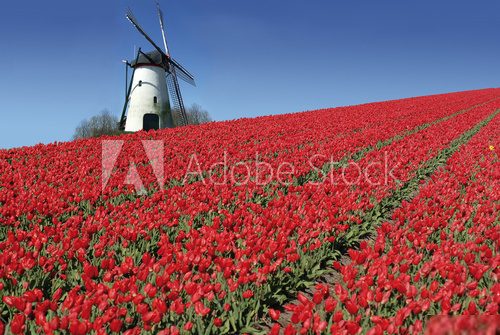 Esencja Holandii – wiatrak i tulipany
 Obrazy do Salonu Obraz