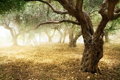 Gaj oliwny – jesień na południu Europy
 Krajobraz Fototapeta