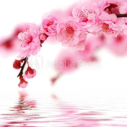 Kwiaty wiśni – Japonia mniej dosłownie
 Obrazy do Łazienki Obraz