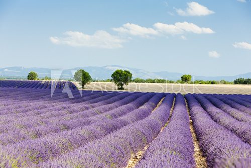 lavender field, Plateau de Valensole, Provence, France Prowansja Fototapeta