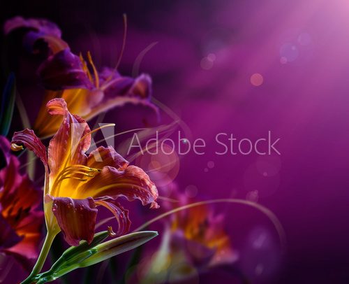 Lilie w fioletowym blasku  Kwiaty Fototapeta