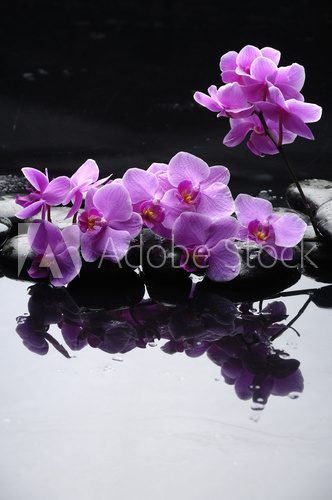 W uścisku różowej orchidei  Fototapety do Łazienki Fototapeta
