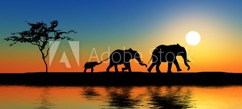 Rodzina słoni w promieniach słońca
 Fotopanorama Obraz