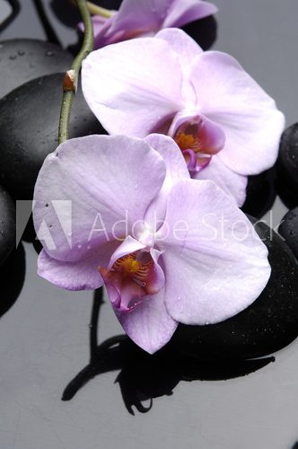 Piękno w czystej postaci. Orchidea. Fototapety do Łazienki Fototapeta