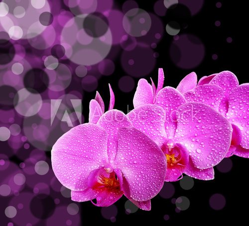 Świeże orchidee
 Kwiaty Obraz