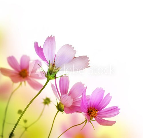 Wiosenna łąka – fioletowe kwiaty Kwiaty Fototapeta