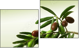 Zielona gałązka oliwna
 - Obraz dwuczęściowy, Dyptyk