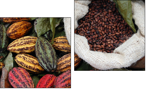 Ziarna kakaowca
 - Obraz dwuczęściowy, Dyptyk